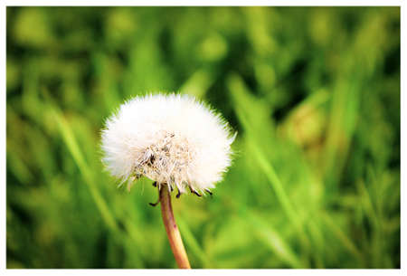 White dandelionの写真素材