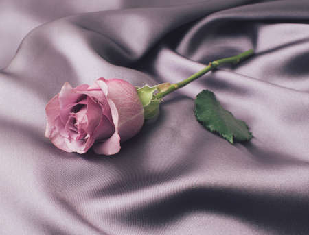 Sensual photo of beutiful purple rose on purple silkの写真素材
