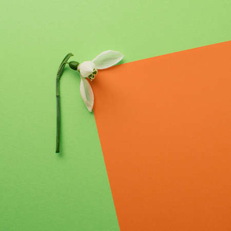 Snowdrop like lamp on green and orange background. Minimal concept.の写真素材
