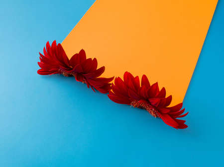 Red gerbera on orange and blue background. Spring and summer concept.の写真素材
