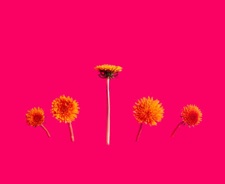Dandelions on red background. Creative and floral concept for spring and summer.の写真素材