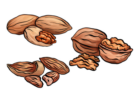 Set of colored cartoon nuts. Kit of walnut, pecan and almond. Objects separate from the background. Vector element for menus, recipes, cards and your design.のイラスト素材