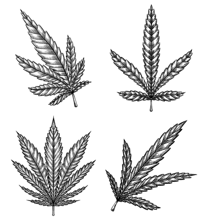 Set of different leaves of marijuana with hatching. The object is separate from the background. Vector engraving element for menus, articles, cards and your creativityのイラスト素材