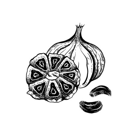 Illustration of black fermented garlic with hatching. Product for health and longevity. Useful seasoning for Asian dishes. Natural sweetener. Vector element for menu, recipes and your design.のイラスト素材