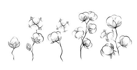 Monochrome natural set of sketches of cotton plant and stems with foliage on white background. Vector outline herbal image with stems with fluffy balls isolated from background.のイラスト素材