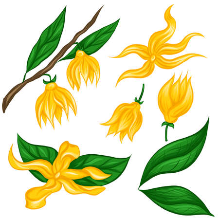 Vector flat set of tropical flowers ylang ylang with foliage and branches. Natural floral objects in cartoon style.のイラスト素材