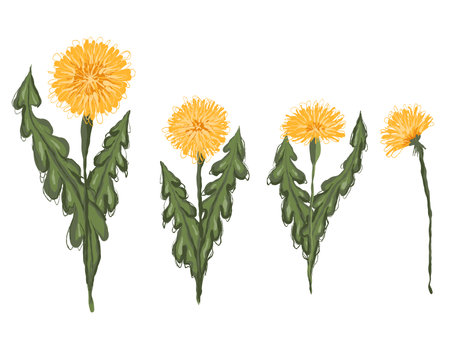 Set of vector clipart hand-drawn dandelions. Sketch illustration of flowers isolated from the background. Scribble taraxacum for stickers and your designのイラスト素材