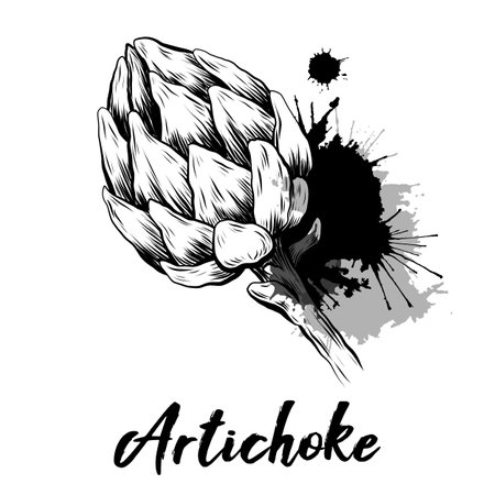 Vector monochrome illustration of hand drawn artichokes with ink splashes. Sketch of head of cabbage healthy vegetables with hatching. Natural healthy food engraving clipart with letteringのイラスト素材