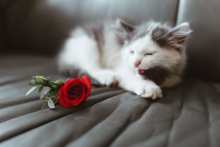 Pre-wedding preparation. Cute cat sitting on sofa. Red rose lying near him. Closeup, no peopleの写真素材
