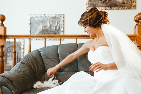 Pre-wedding preparation. Cute cat lying on sofa and playing with bride. Bride wearing white wedding dress and veil. Indoorの写真素材