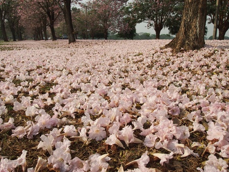 Pink falling flowers on  grassの写真素材
