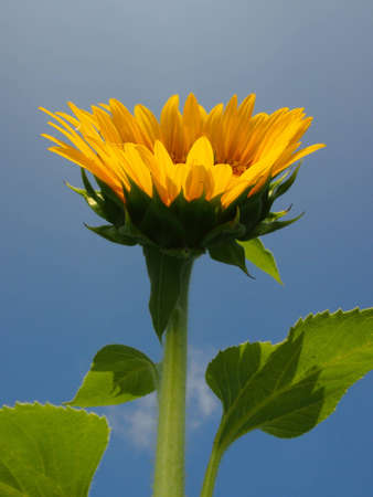Sunflower in the sunny day