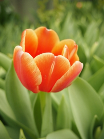 the isolated orange tulip in green backgroundの写真素材
