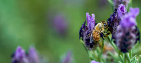 Honey bee pollinates lavender flower. Close-up and selective focus. Banner
