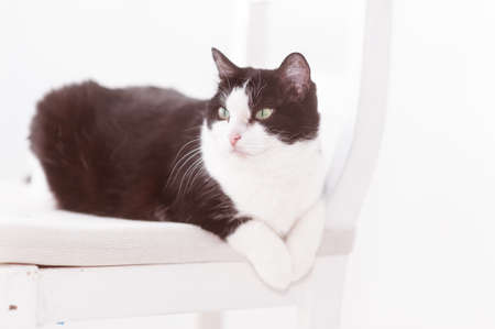 A black and white cat on a white background lies on a white pillow in a relaxed position, paws together. Breed european shorthairの写真素材