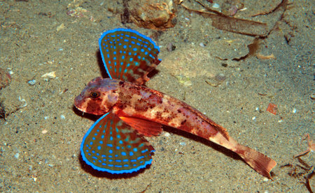 Chelidonichthys lamp gurnardの写真素材