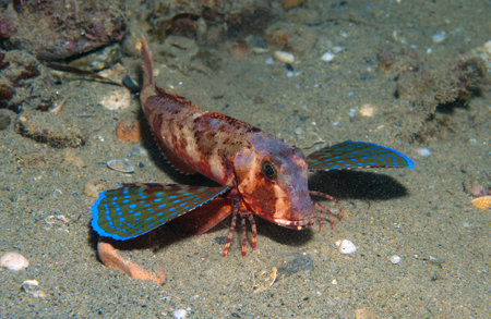 gurnard fish swims into the sea showing his colorsの写真素材
