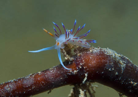 small invertebrate looking food on algaeの写真素材