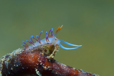 small invertebrate looking food on algaeの写真素材