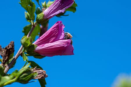 Colorful flowers in a garden in the greenの写真素材