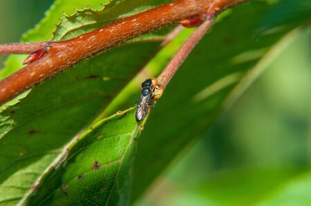 Small insects fly in search of food over colorful flowers