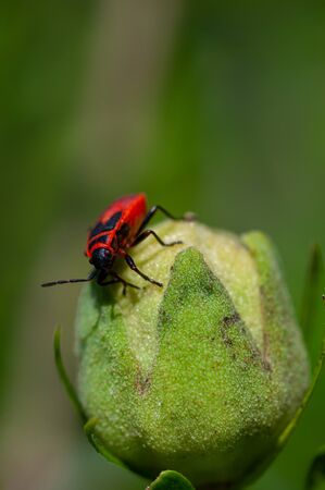 Small insects fly in search of food over colorful flowers