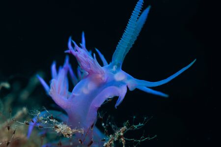 A small snail slides on the algae in search of foodの写真素材