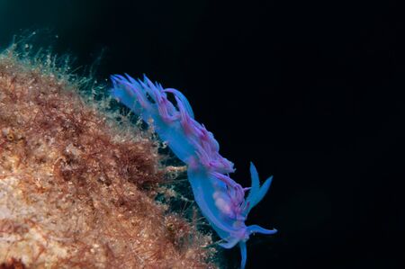 A small snail slides on the algae in search of foodの写真素材