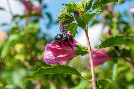 Colorful flowers in a garden in the greenの写真素材