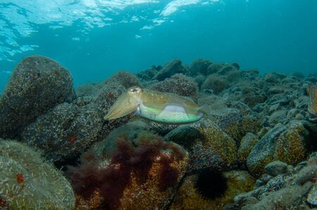 Two cephalopods are mating under the sea, and they swim looking for a den to rest assuredの写真素材