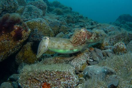 Two cephalopods are mating under the sea, and they swim looking for a den to rest assured