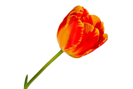 Beautiful red-yellow tulip isolated on white.の写真素材