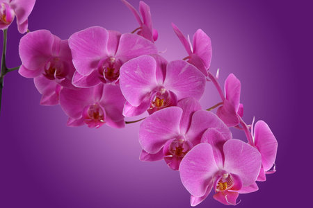 Branch orchid on purple backgroundの写真素材