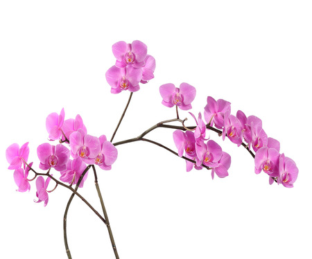 Branch purple orchid on white backgroundの写真素材