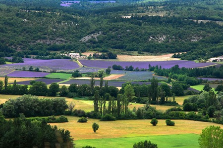 Blooming field of Lavender, Provence-Alpes-Cote d'Azur, Southern France, France, Europeの写真素材