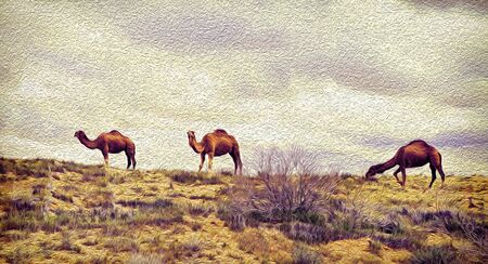 Turkmenistan, ñamels graze in the Karakum desert.  The desert occupies 70% of the area of Turkmenistan.の写真素材