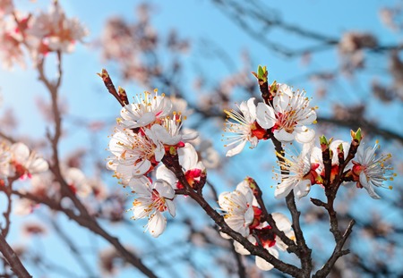 Blossom tree over nature background/ Spring flowers/Spring Background