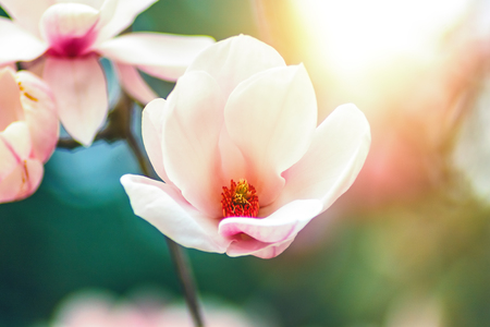 Blossoming of magnolia white flowers in spring time, retro vintage hipster foto.の写真素材