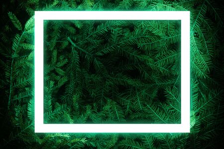 Creative fluorescent color layout made of spruce branchesの写真素材
