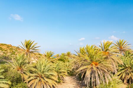 Palms in beautiful Vai palm beach at eastern part of Crete island. Greece Europe.の写真素材