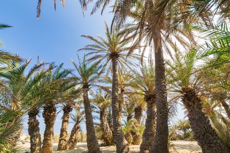 Palms in the beautiful Vai palm beach at eastern part of Crete
