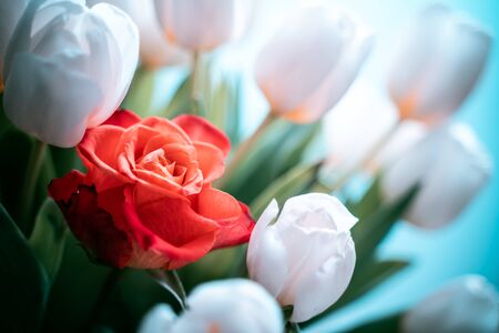 white tulips and red rose. Concept of individuality. Soft focus.の写真素材