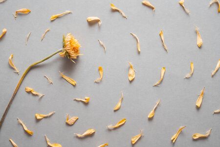 petals on gray background. Minimal flat lay texture. Abstract trendy fresh concept. Flat lay top view. Symbol of sun.の写真素材