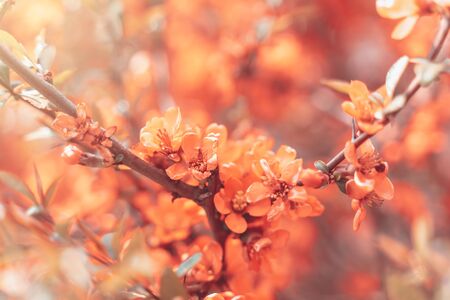 spring background. Beautiful nature scene with blooming tree and sun flare. Beautiful Orchard Abstract blurred background. Toned picture, copy space.の写真素材