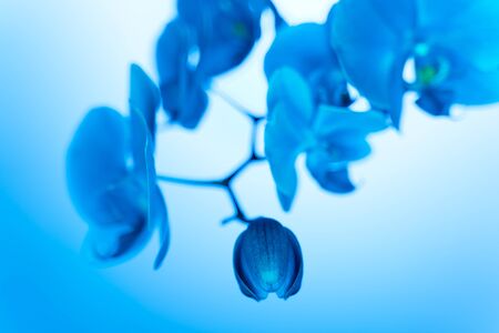 soft focus orchid flower in neon light, copy space, trend 2020 color Aqua menthe, classic blueの写真素材