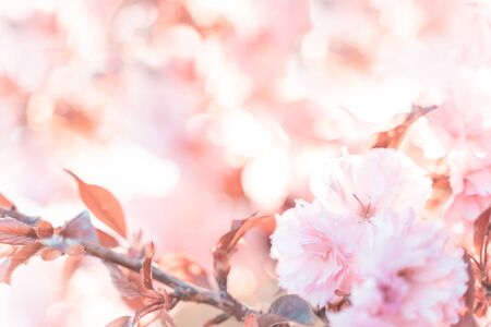 flowers background. Beautiful floral spring abstract background of nature. Soft focus, toned picture, copy space.の写真素材