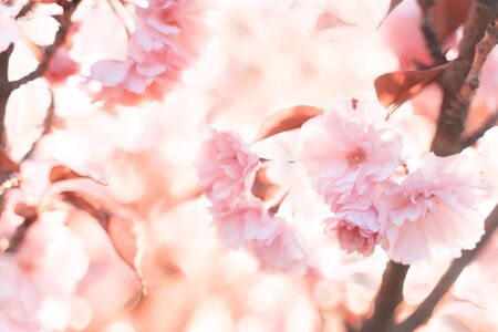 spring background. Beautiful nature scene with blooming tree and sun flare. Beautiful Orchard Abstract blurred background. Toned picture, copy space.の写真素材
