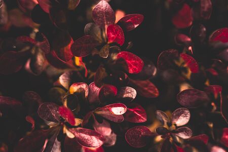 Creative layout of red leaves. Flat lay top view copy space. Nature background pattern concept. Wallpaper of leaf texture.の写真素材