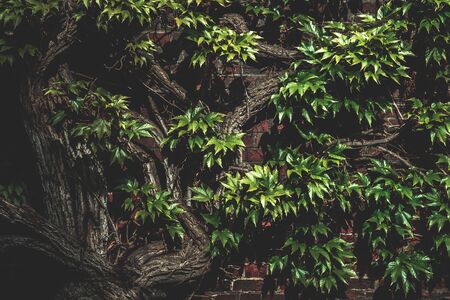 Creative layout of green leaves. Nature background pattern concept. Wallpaper of leaf texture. Copy spaceの写真素材