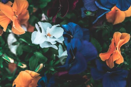 Creative flowers background. Flat lay top view copy space. Nature background pattern concept. Colorful wallpaper.の写真素材